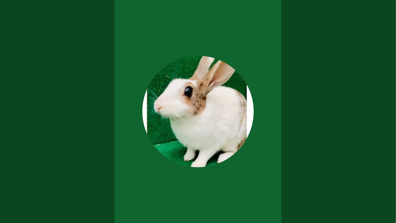 Intelligent rabbit is live! - YouTube