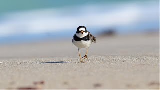 Plover and Turnstone on a beach in Florida