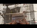 Raction des perruches face au kalimba   pipa language kalimba and budgies cover