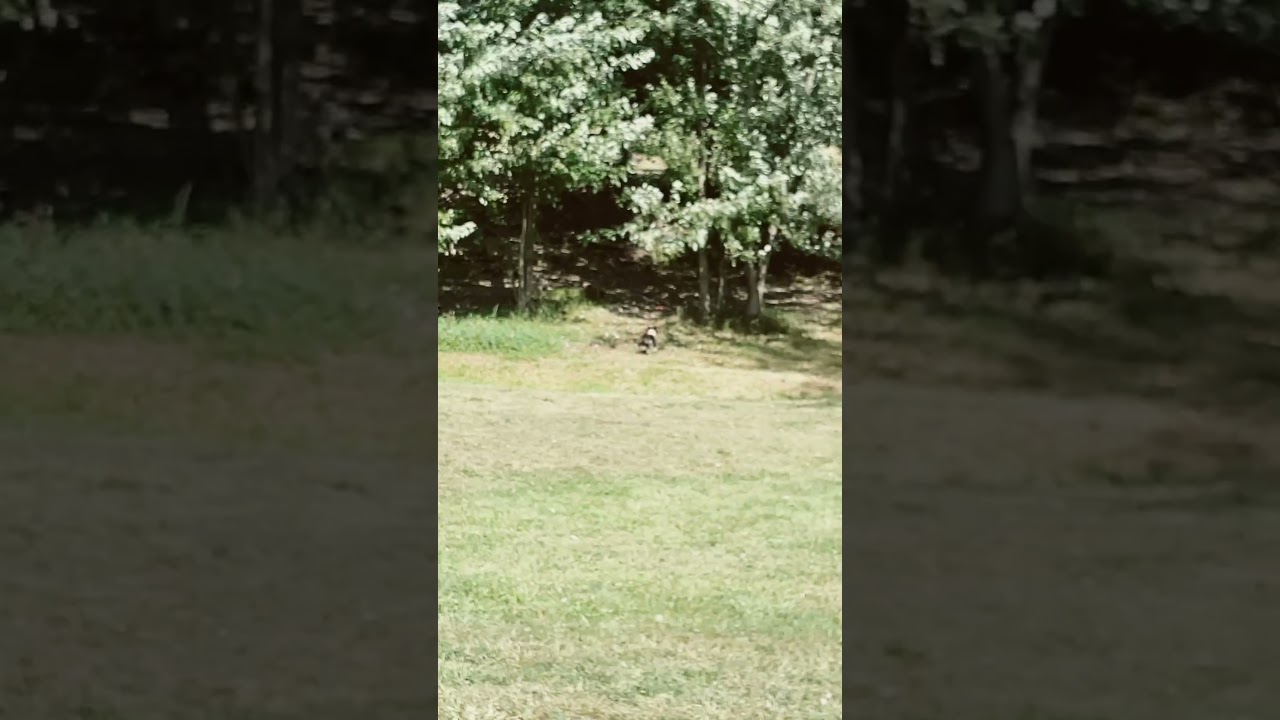 Ball=life #wipeout #chuckit #shorts