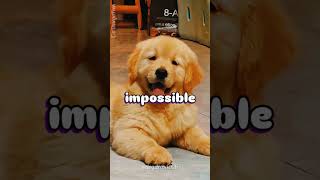 🐶 Why Golden Retrievers Make the Worst Guard Dogs!