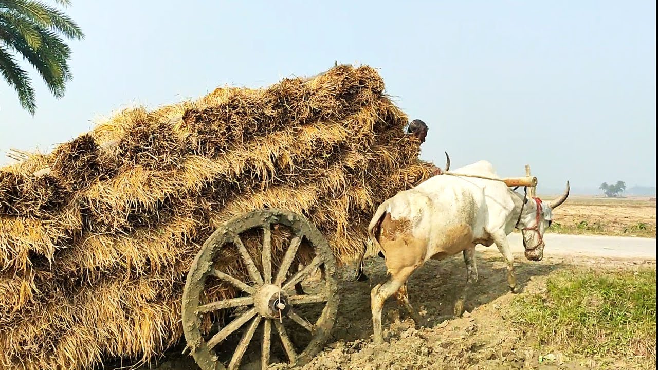 Bullock Cart Heavy Load Pulling Performance | Bullock Cart video | Paddy Loaded Video