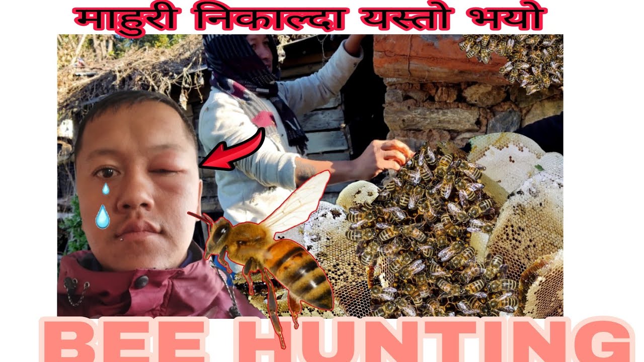 आज घरको मौरीको रस निकाल्दै (कति भयाे त मह 🍯) मौरीले टोकेर आँखा नै सुनियो 😓 @amritagurung6557