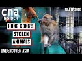 Hong Kong's Deadly Underground Animal Trade | Undercover Asia | CNA Documentary
