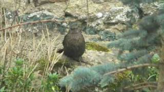 oiseaux de nos campagnes_0002.wmv