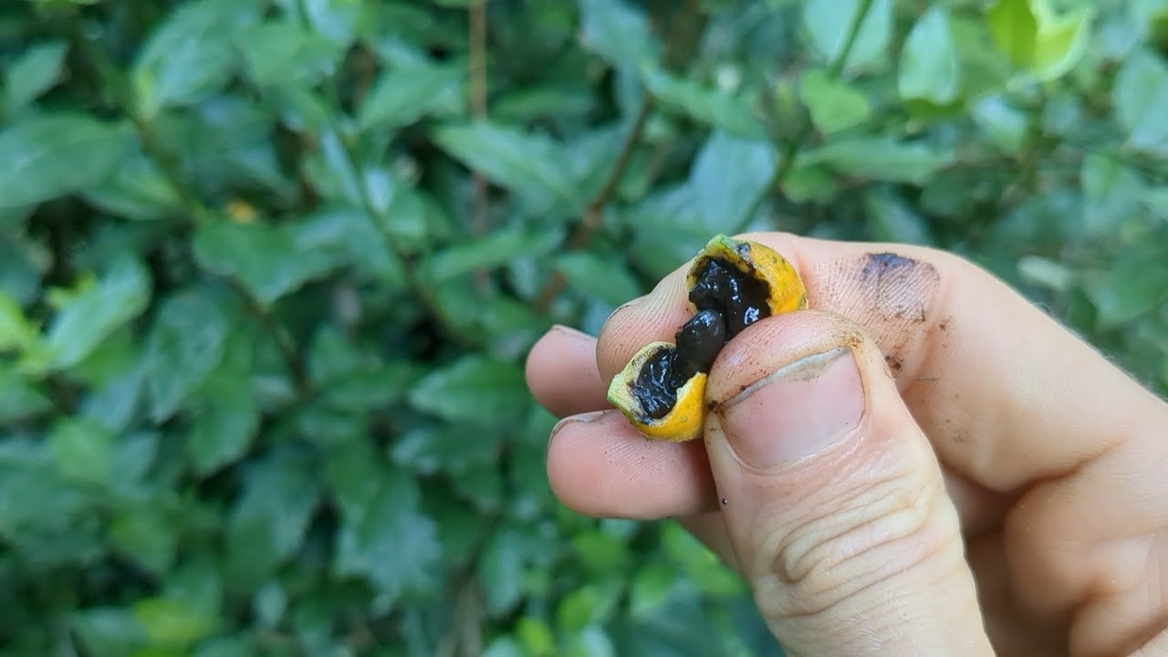 Blackberry jam bush (fruit) tasting Rosenbergiodendron formosum
