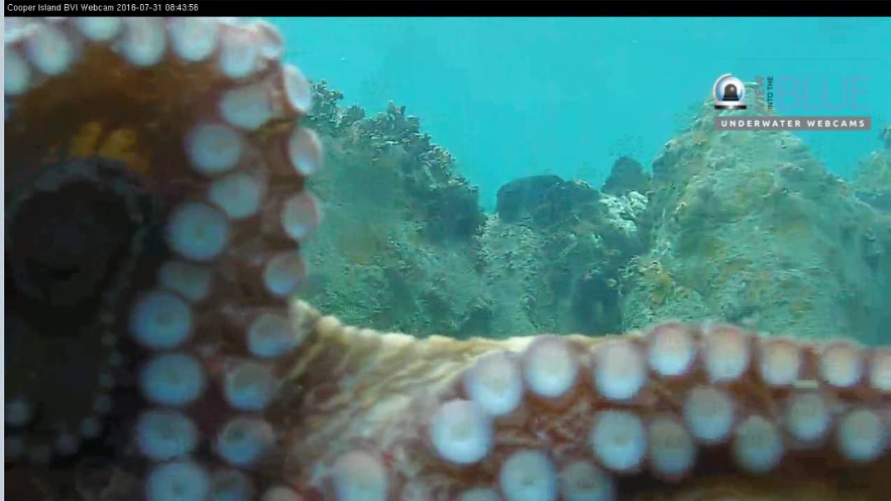 Octopus on Cooper Island Underwater Cam Teens4Oceans 7 31 2016
