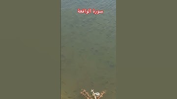 سورة الواقعة تلاوة نادرة خاشعة #القرآن_الكريم #المصحف #دعاء_الصباح #اكسبلور #تلاوة_نادرة_لاول_مرة