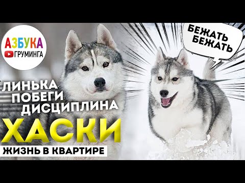 Сибирский хаски - груминг, линька. Правила стрижки хаски. Жизнь с волком в квартире