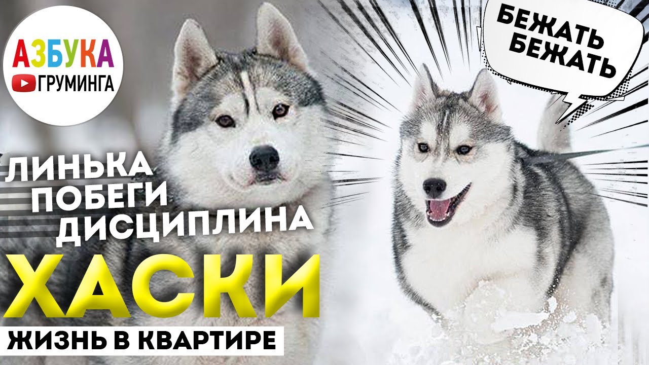 Сибирский хаски - груминг, линька. Правила стрижки хаски. Жизнь с ...