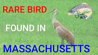 RARE BIRD FOUND IN MASSACHUSETTS