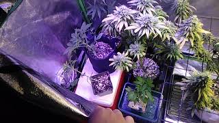Seed sponsoring! and garden update 2