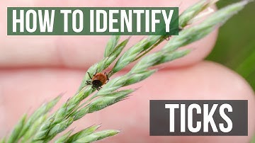 How to Identify Ticks - Tick Identification