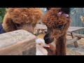 Struusie meet alpacababy moushi and her friends