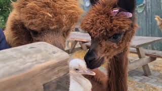Struusie Meet Alpacababy Moushi And Her Friends