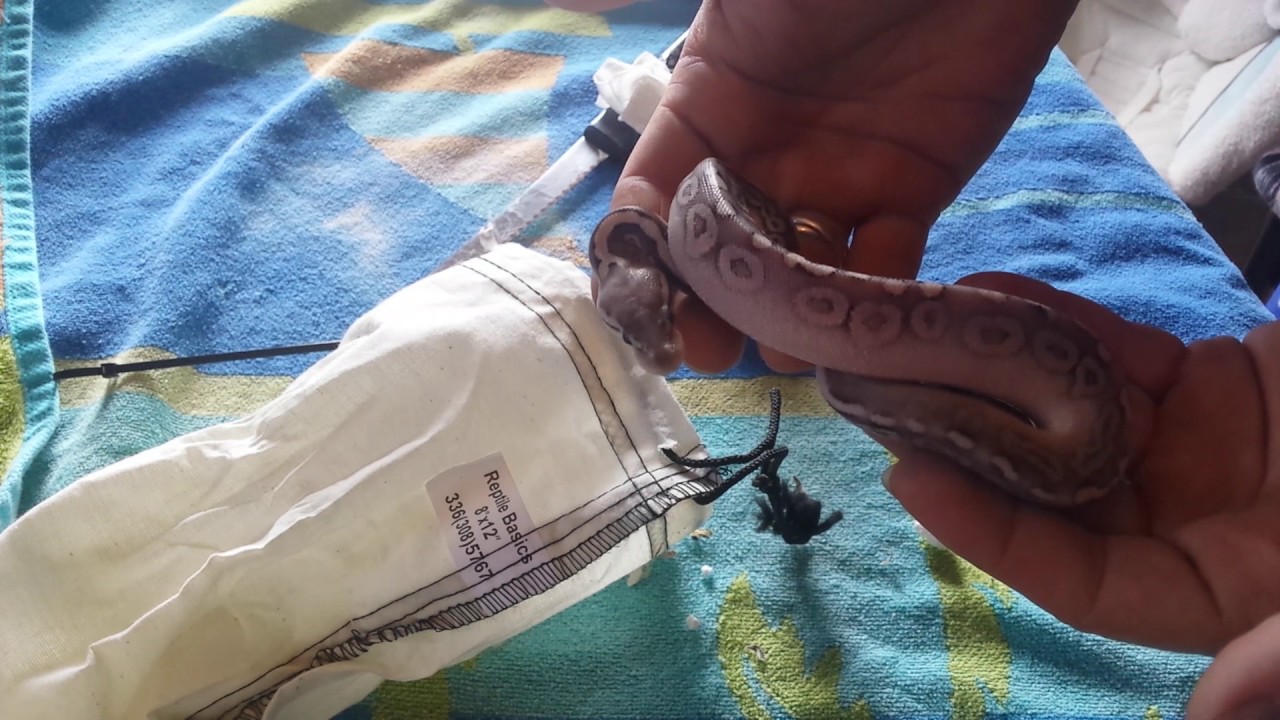 video phone beyonce mp3 Ball python unboxing sterling het Clown female