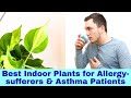 Top Indoor Plants for Allergy Relief and Asthma Control
