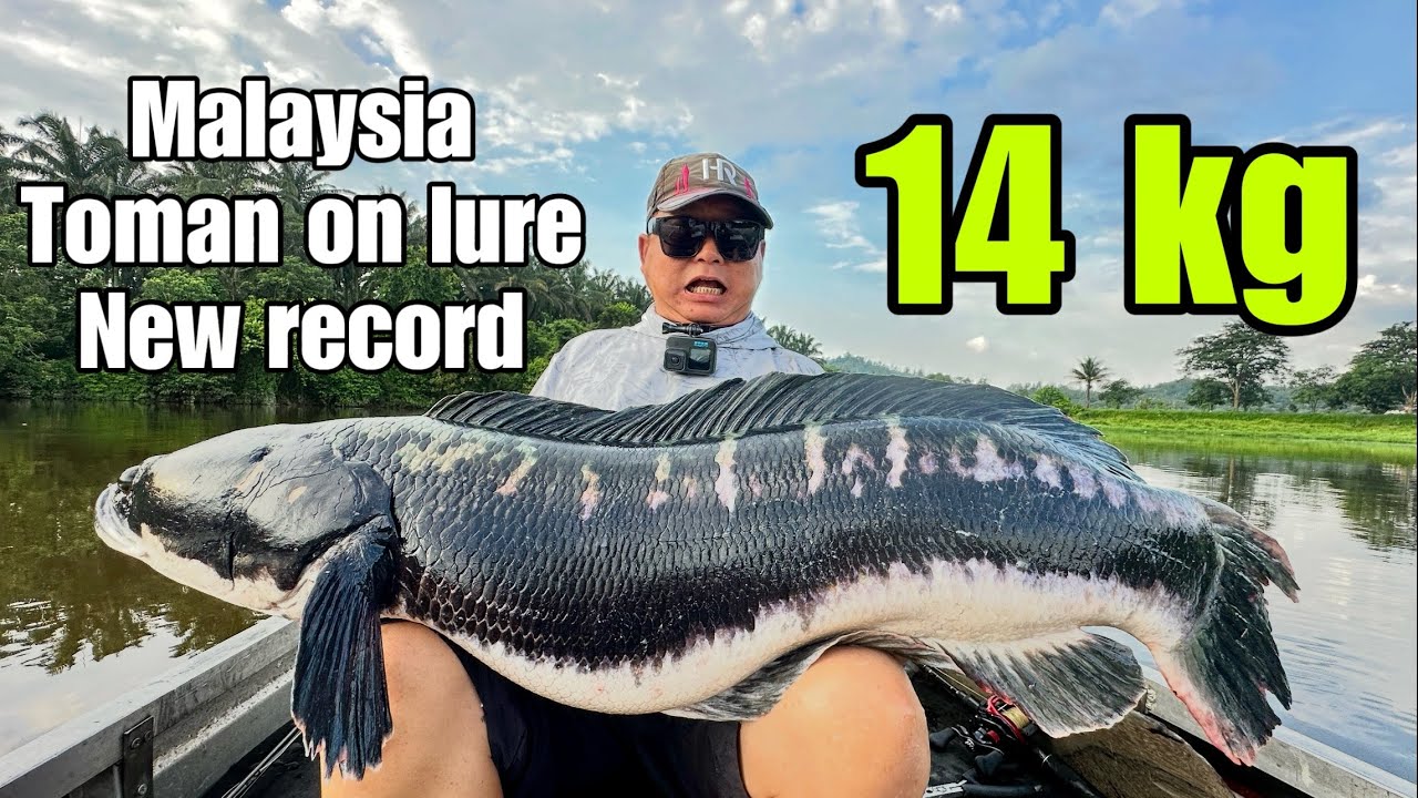 14 KG MALAYSIA NEW RECORD TOMAN CASTING ON LURE 2025 |GIANT SNAKEHEAD |TOMAN TERBESAR GEWANG CASTING