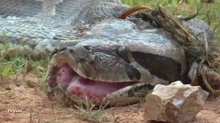 15 Feet Long Python Swallowed Whole Goat And Could Not Move | New Viral Videos 2017