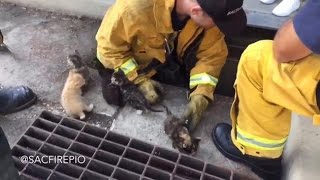 Kittens Saved by Firemen, Reuniting Family