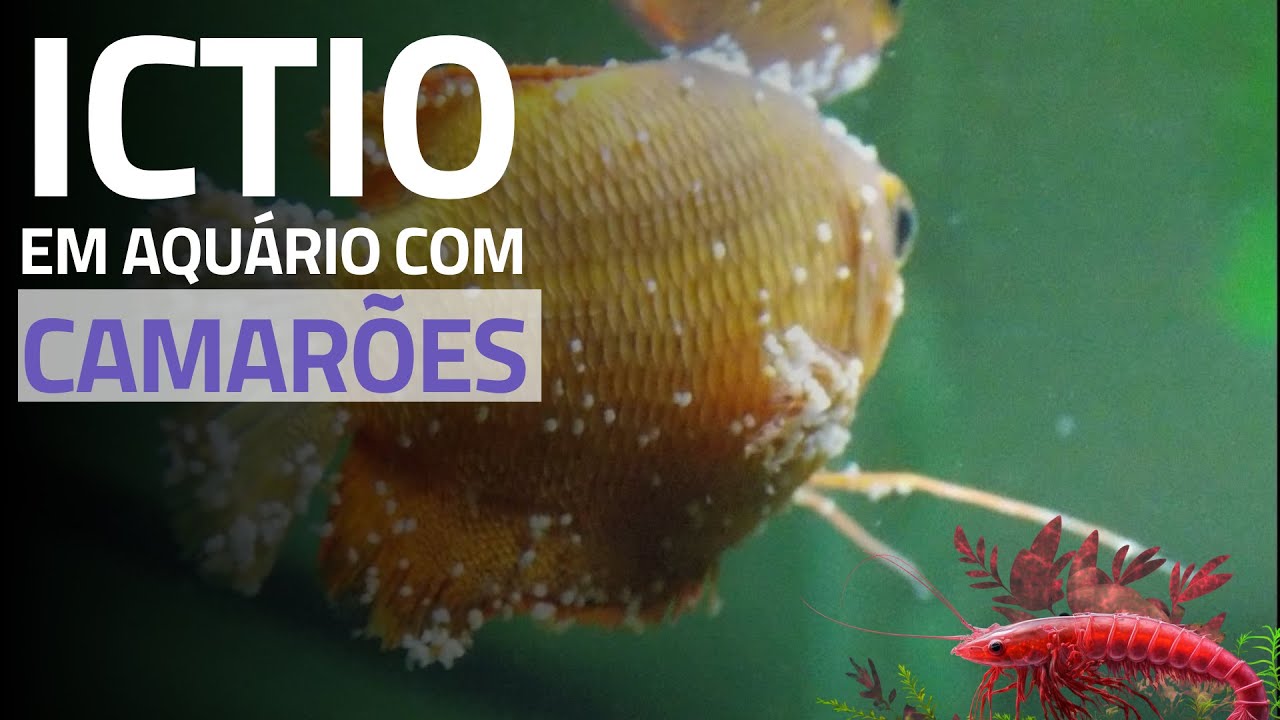 COMO Tratar o ICTIO Nos Peixes do Seu Aquário