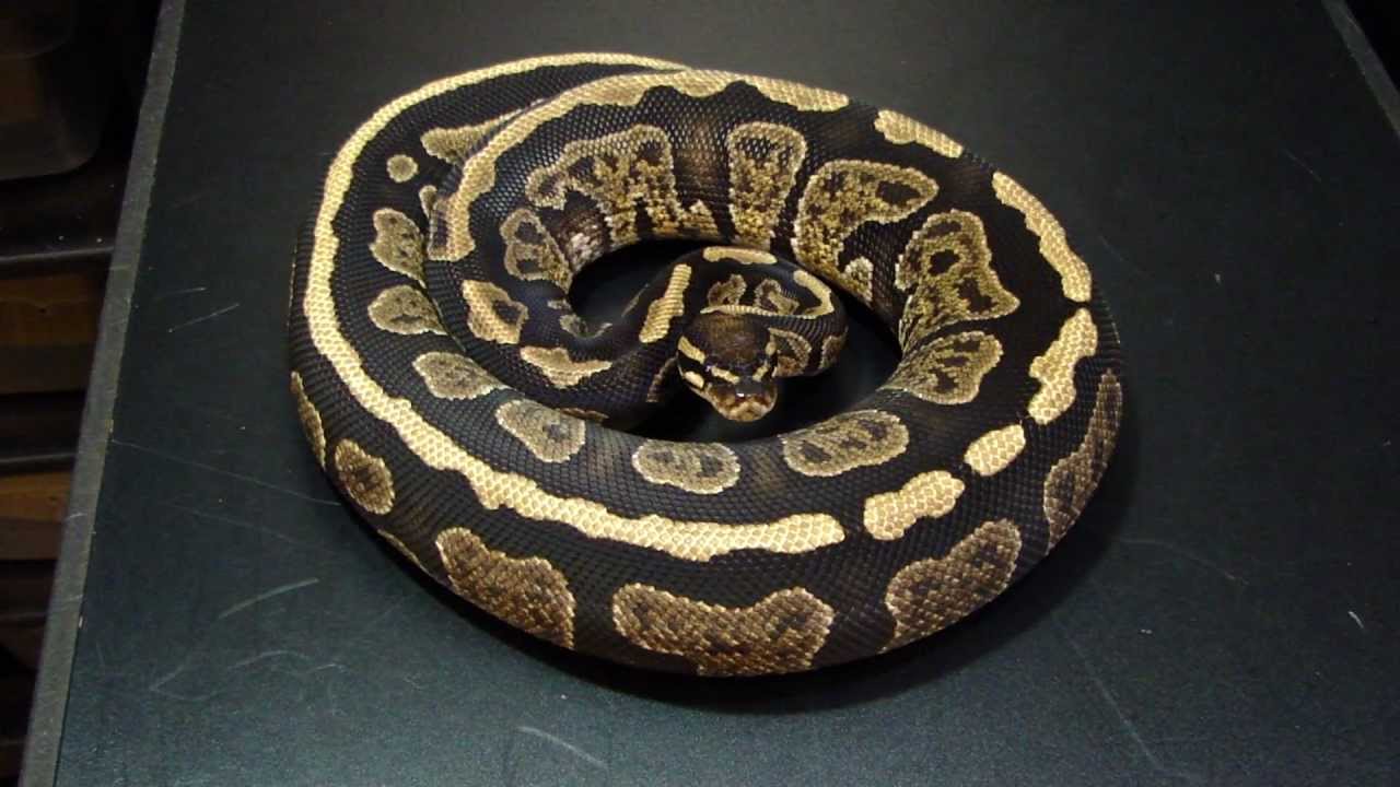 sablés Black Pastel Hypo and Sable girl