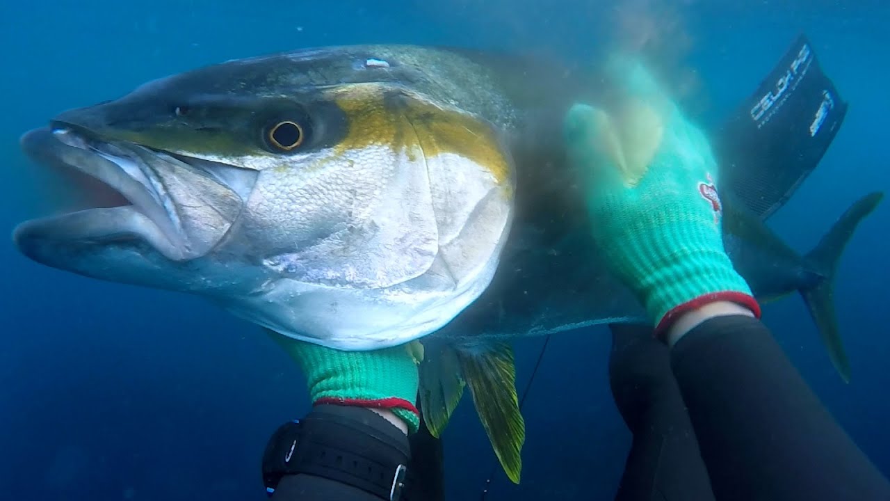 背骨を粉砕 フルパワーで巨大ヒラマサを突く Spearfishing No 64 Youtube