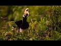 Hornbills Pluck Bats Mid-flight | Eden: Untamed Planet | BBC Earth