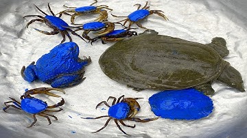 Kem Ốc và Cua Chanel lái công nông bắt các con vật trốn vào quả bóng: con cua, cua xanh, ếch, ba ba.