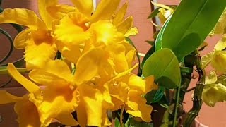 Review Anggrek Warna Kuning