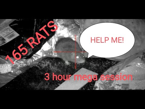 160+ rats!!!- Epic 3 hour ratting session on a waste site - pard nv008 ...