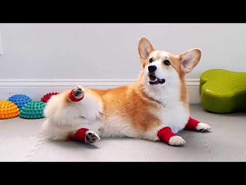 Funniest Silly Pet Videos | Cute Funny Paws