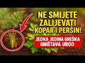 Ne Smijete Zalijevati Kopar I Peršin Jedna Jedina Greška Uništava Urod 99 Ljudi