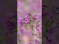 Like the hummingbird's unmatched flight skills