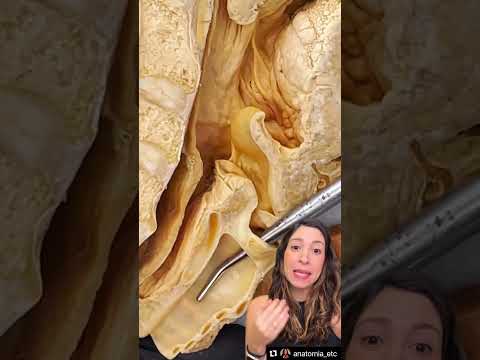 Epiglote, esôfago e