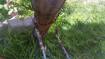 Ultimate Bitless Bridle (UBB) - Teaching your horse to open the reinstraps by grazing