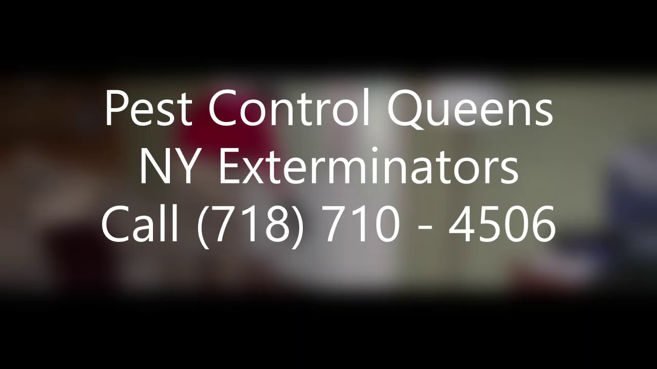 Pest Control Queens Ny Pest Control