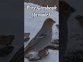 Pine Grosbeak - Bird Identification