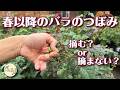 春以降 バラのつぼみを「摘む」or「摘まない」についてお話してみました！