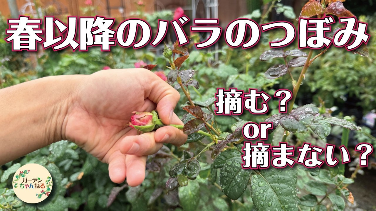 春以降 バラのつぼみを「摘む」or「摘まない」についてお話してみました！