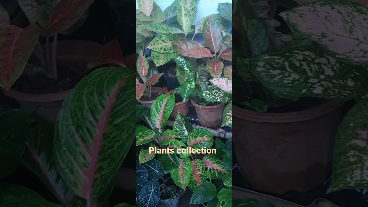 Color ( Plants Collection) 