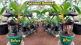 COCONUT BONSAI BROKEN LEAVES AND OPEN GROUNDING PROCESS️