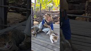 Download Lagu Awesome SokYaa,OG, ToTo Animals Are So Awesome #shorts MP3