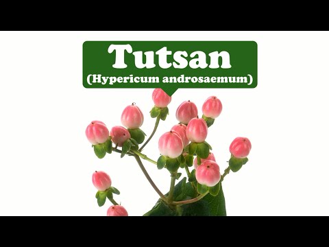 วีดีโอ: Tutsan Plant Info - เรียนรู้เกี่ยวกับไม้พุ่มสาโท Tutsan St. John's Wort Shrub