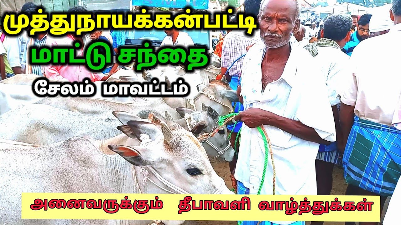 அனைத்து வகையான மாடுகள் விற்பனைக்கு வரும் ஒரே சந்தை முத்துநாயக்கன்பட்டி மாட்டு சந்தை.cow video
