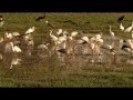 Egrets and other birds at Biherat in Zakouma National Park in Chad