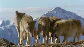 If I were an Animal  THE WOLF| Full Episode 39 | Wild Animal World