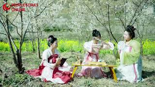 Romance of spring  Cherry blossoms meet beauty of traditional Chinese costume