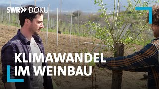 Revolution Im Weinberg  Wie Der Klimawandel Die Weinwelt Verndert  Swr Doku