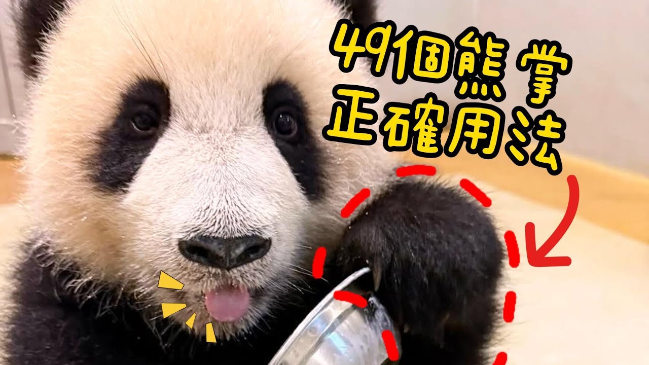 49個熊掌的正確用法🐼🐾🐾2026一家團圓,安安修甲,家姐香港小姐,細佬救命,可可拆樹,樂樂出水水丨香港大熊貓,安安可可,盈盈樂樂,家姐細佬,加加得得丨香港旅遊,香港海洋公園